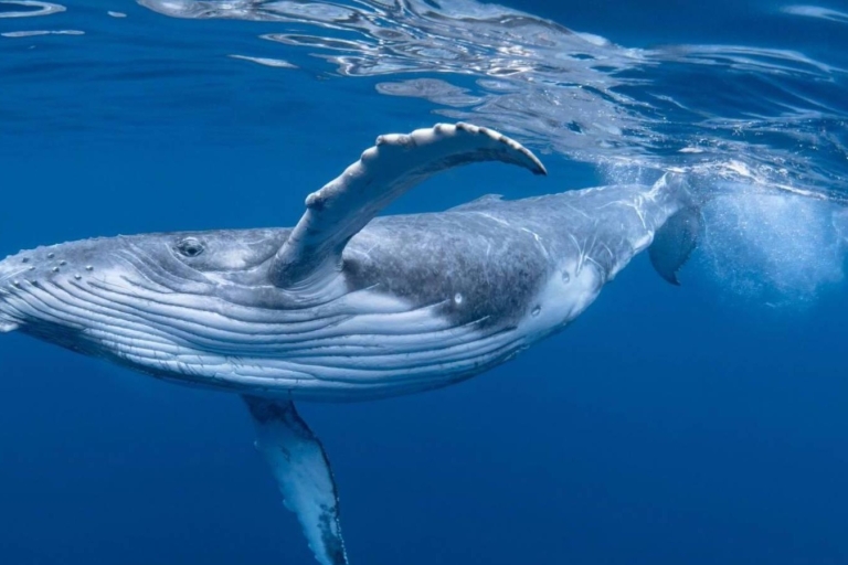 Bahía Drake: Excursión de avistamiento de delfines y ballenas