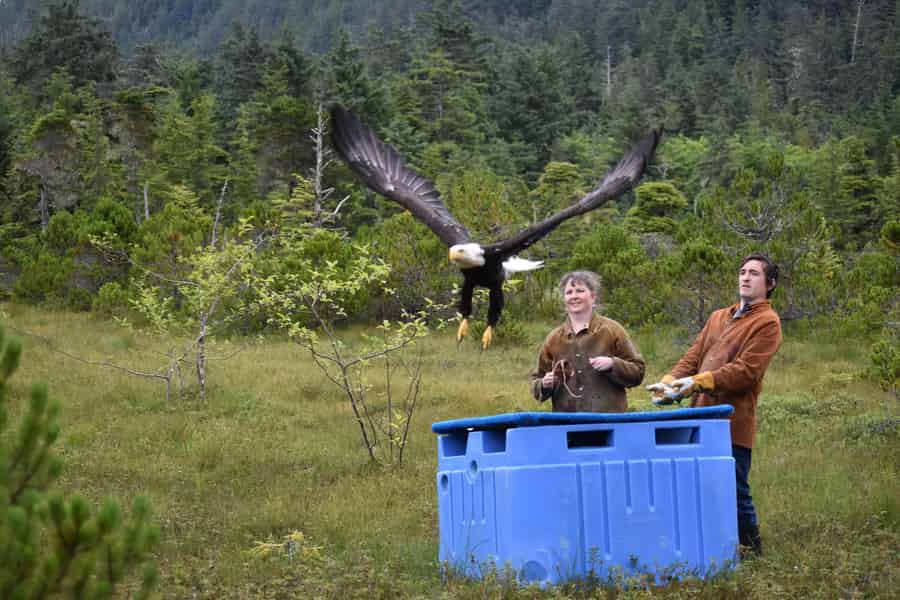 Sitka: Alaska Raptor Center Eintrittskarte. Foto: GetYourGuide