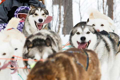 Bodø-Saltdal: Dog Sledding Adventure