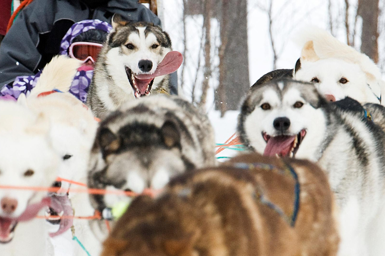 Bodø-Saltdal: Dog Sledding Adventure