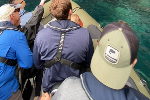 圣米格尔岛：火山奇观、洞穴与历史游船之旅