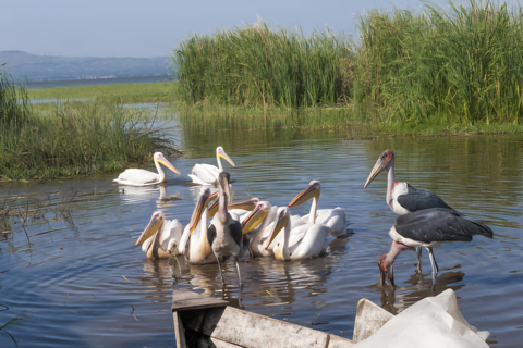 Addis Abeba: 2-dniowa wycieczka do Awassa, jeziora Ziway i Wondo Genet