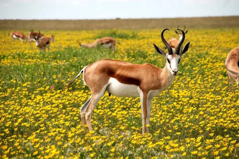 safari de 3 días: Parque Nacional Nyerere desde Dar es Salaam