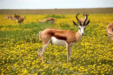 Safari de 3 jours : Réserve de Selous au départ de Dar es Salaam