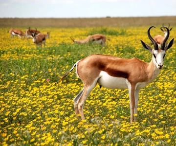 3 days safari: Nyerere national park from Dar es salaam