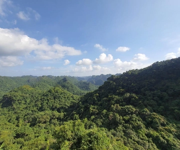 Half Day Hiking to Cat Ba National Park with a Guide