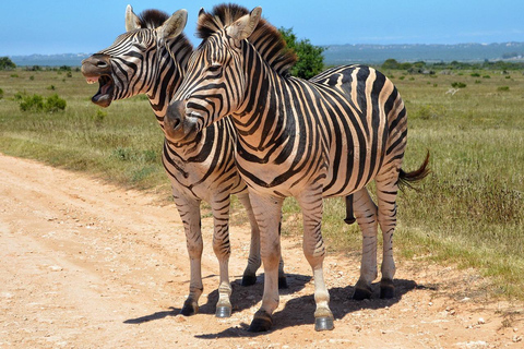 Dar es Salaam: gita di 1 giorno in treno al Parco nazionale di Mikumi