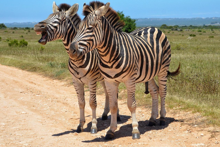 Dar es Salaam: gita di 1 giorno in treno al Parco nazionale di Mikumi