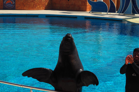 Alanya: Dolphin and Sea Lion Show at Sealanya Dolphin Park