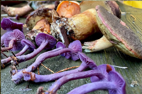 Leipzig: Mushroom Hike