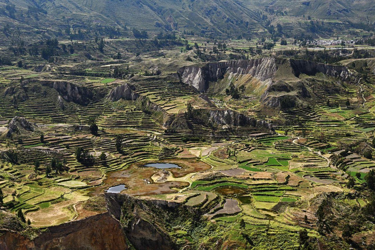 Arequipa: Colca Canyon Tour with Breakfast & Lunch