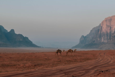 Wadi Rum 4-Day All-Inclusive Camel Trekking & Desert Tour