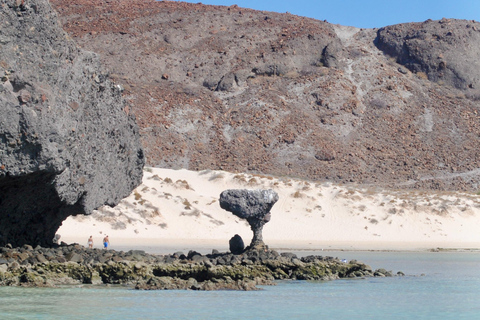 La Paz: Espiritu Santo Island Tour