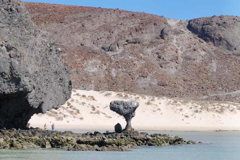 La Paz: Espiritu Santo Island Tour