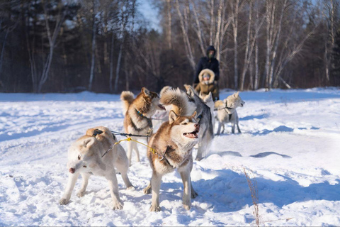 Levi: Magic Winter Trail 5 km Self-Drive Huskies Small Group Noon Husky Safari - Low Season