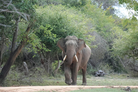 From Bentota: All Inclusive Yala National Park Jeep Safari Mirissa/Weligama/Matara/Tangalle: Yala Leopard Safari