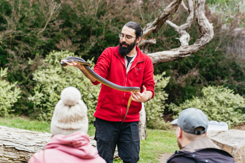 Au départ de Melbourne : Circuit éco-faune de l'île PhillipDepuis Melbourne : éco-découverte de la faune à Phillip Island