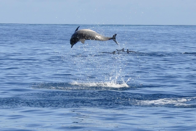 Dolfijnen, walvissen, snorkelen en lunchen op het eiland Benitiers