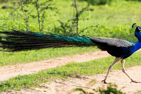 From Galle: Yala National Park Safari & Wetlands Tour