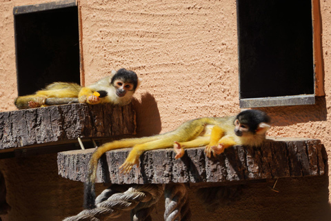 Salzburg Zoo Hellbrunn Skip-the-line Tickets & Private Car