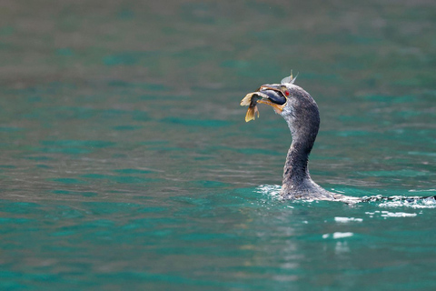 KIGOMA: Chimpanzees trekking Day Trip in Gombe national park Private Chimpanzee Trekking with Hotel Transfer and Lunch