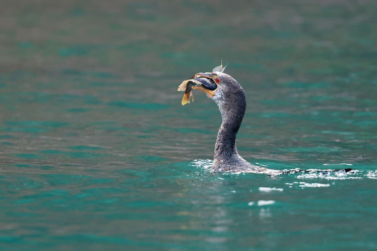 KIGOMA: Chimpanzees trekking Day Trip in Gombe national park Private Chimpanzee Trekking with Hotel Transfer and Lunch