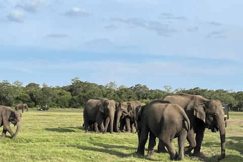 From Near Sigiriya: Kaudulla National Park Safari Tour Half Day Safari Tour