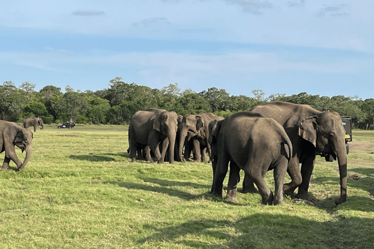From Near Sigiriya: Kaudulla National Park Safari Tour Half Day Safari Tour