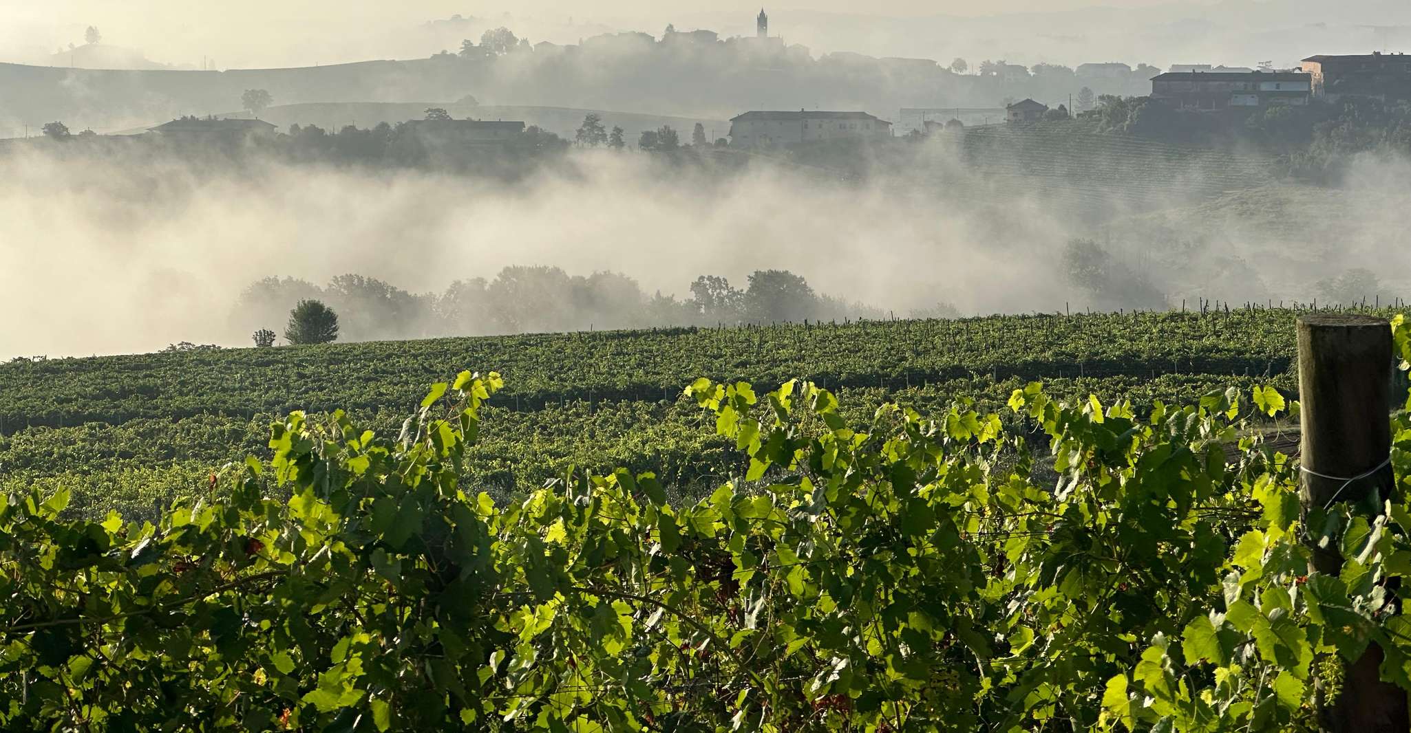 Degustazione Vini tra Monferrato e Langhe