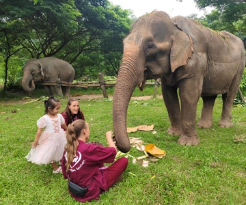 Chiang Mai: Elephants, Sticky Waterfalls, Market and Temple