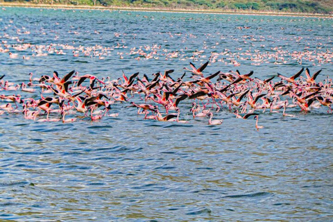 Nairobi: Lake Bogoria Canoe and Birdwatching Tour