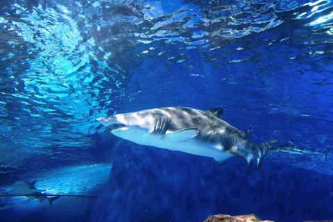 Shanghai: Ocean Aquarium Entry Ticket Night Ticket + Shanghai Sightseeing Bus