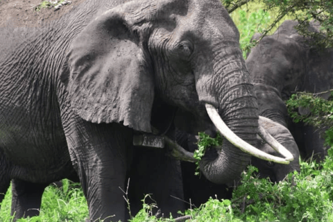 Arusha: 3-Day Tarangire Safari & Kikuletwa Hot Springs