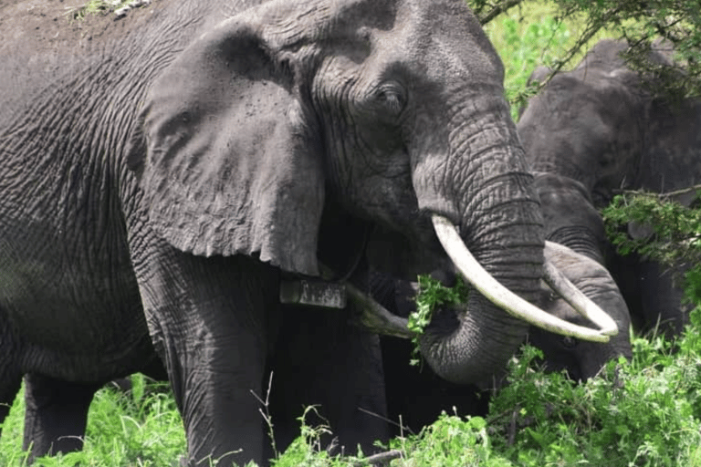 Arusha: 3-Day Tarangire Safari & Kikuletwa Hot Springs