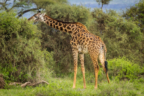 2-Day Tsavo East Safari with Meals and Hotel, Open roof jeep