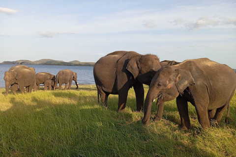 Safári no Parque Nacional Minneriya com tudo incluído e escolha de hotel