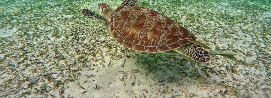 Maafushi : aventure avec tortues, dauphins et récifs coralliens