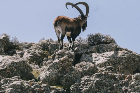 Simien Mountains: Gelada Baboon Kingdom & Grand Escarpment