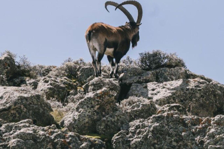 Simien Mountains: Gelada Baboon Kingdom & Grand Escarpment
