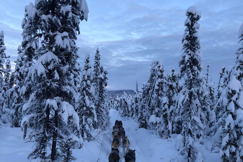 Fairbanks: Guided Dog Mushing Tour in Alaskan Winter