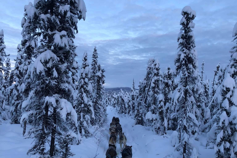 Fairbanks: Guided Dog Mushing Tour in Alaskan Winter