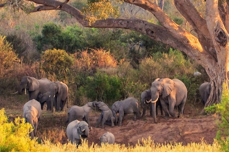 3 dagars safari i Tanzania