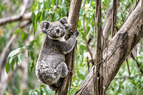 Great Ocean Road Boutique Minibus Reverse Tour & 12 Apostles Minibus Meeting Point Pickup (Max 23 Guests)