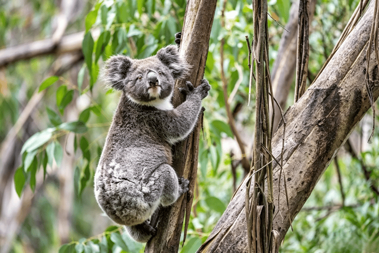Great Ocean Road Boutique Minibus Reverse Tour & 12 Apostles Minibus Meeting Point Pickup (Max 23 Guests)