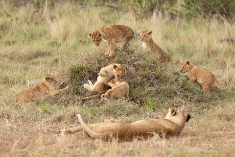 Nairobi: 3-Day epic trip to Maasai Mara Reserve with meals 3 days, 2 nights private safari to Mara in a tourist VAN