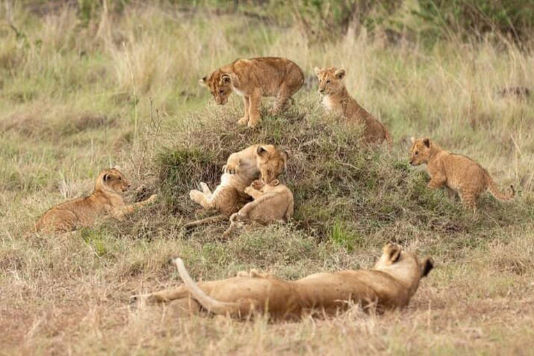 Nairobi: 3-Day epic trip to Maasai Mara Reserve with meals 3 days, 2 nights private safari to Mara in a tourist VAN