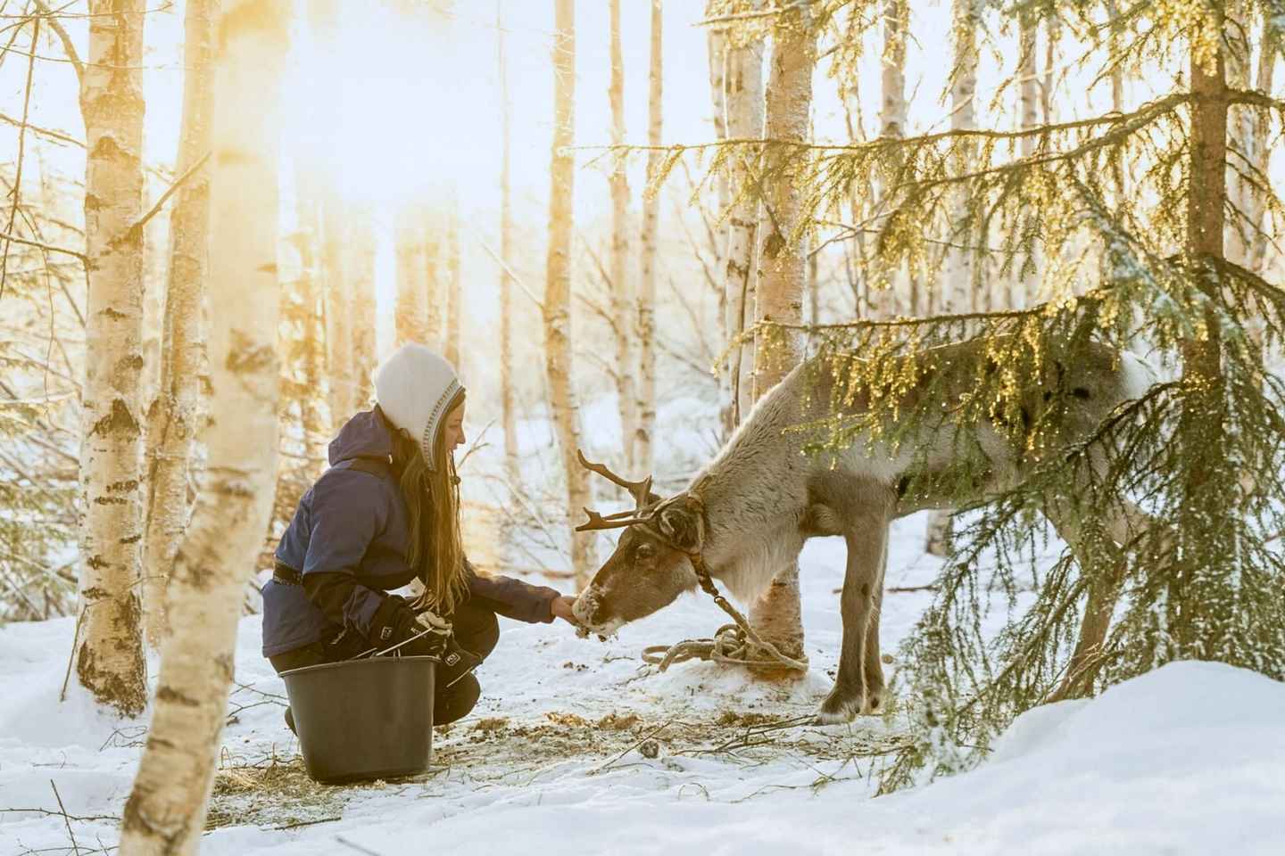 Rovaniemi: Authentische Rentierfarm-Safari & Lange Schlittenfahrt
