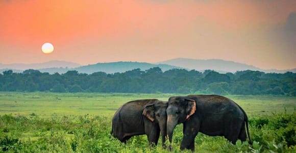 All Inclusive Udawalawe Private Elephant Safari Day Trip