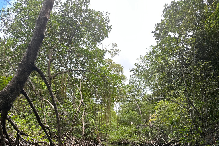 Rincon Beach och Cayo Levantado från Punta Cana