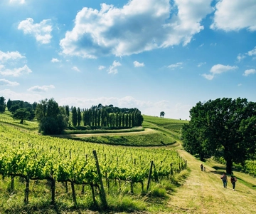 Rome: Assisi, Montefalco wines & Perugia Day Trip with Lunch